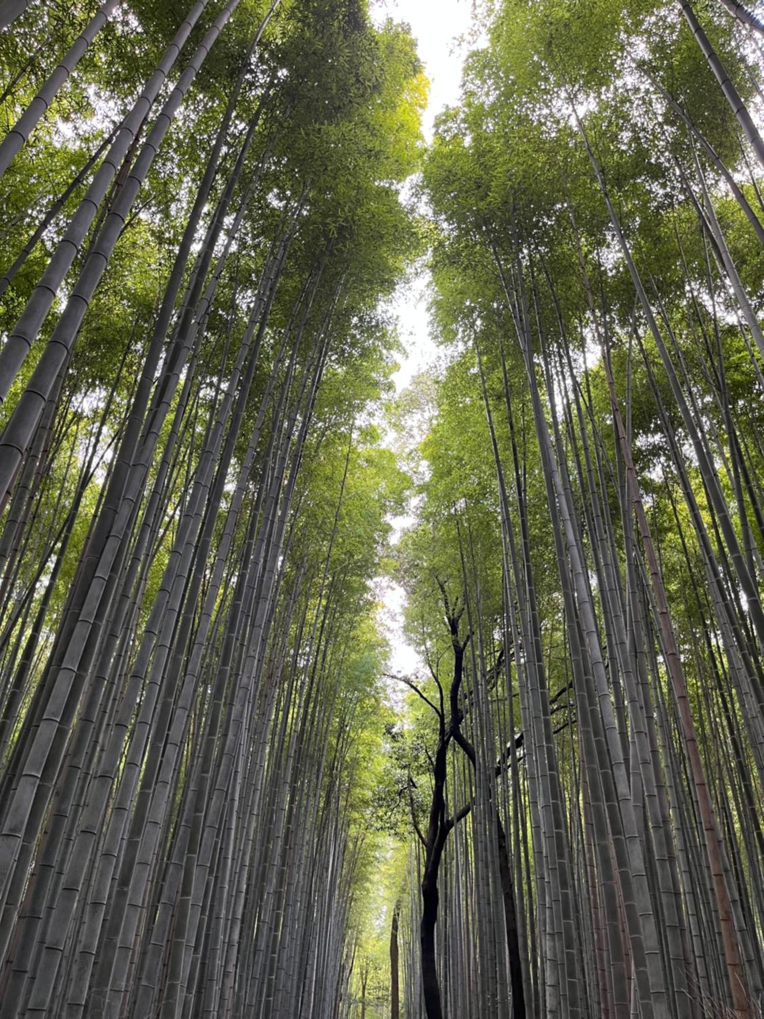 嵐山 天龍の宿 駐車無料 一棟貸切 最大5人 Dragon Legend Arashiyama Central Private Rare Modern Villa Free Parking Max 5Ppl Shimo-saga Esterno foto