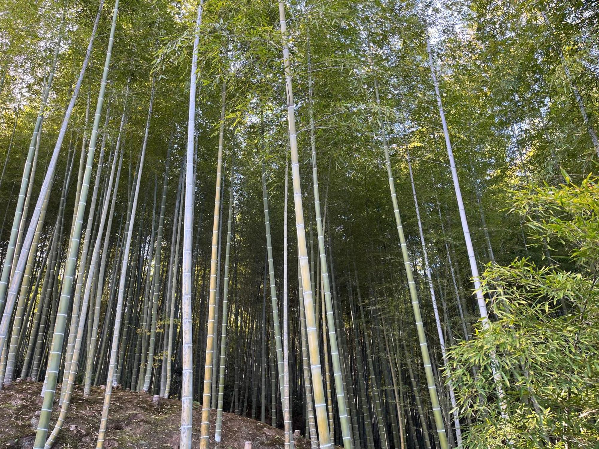 嵐山 天龍の宿 駐車無料 一棟貸切 最大5人 Dragon Legend Arashiyama Central Private Rare Modern Villa Free Parking Max 5Ppl Shimo-saga Esterno foto