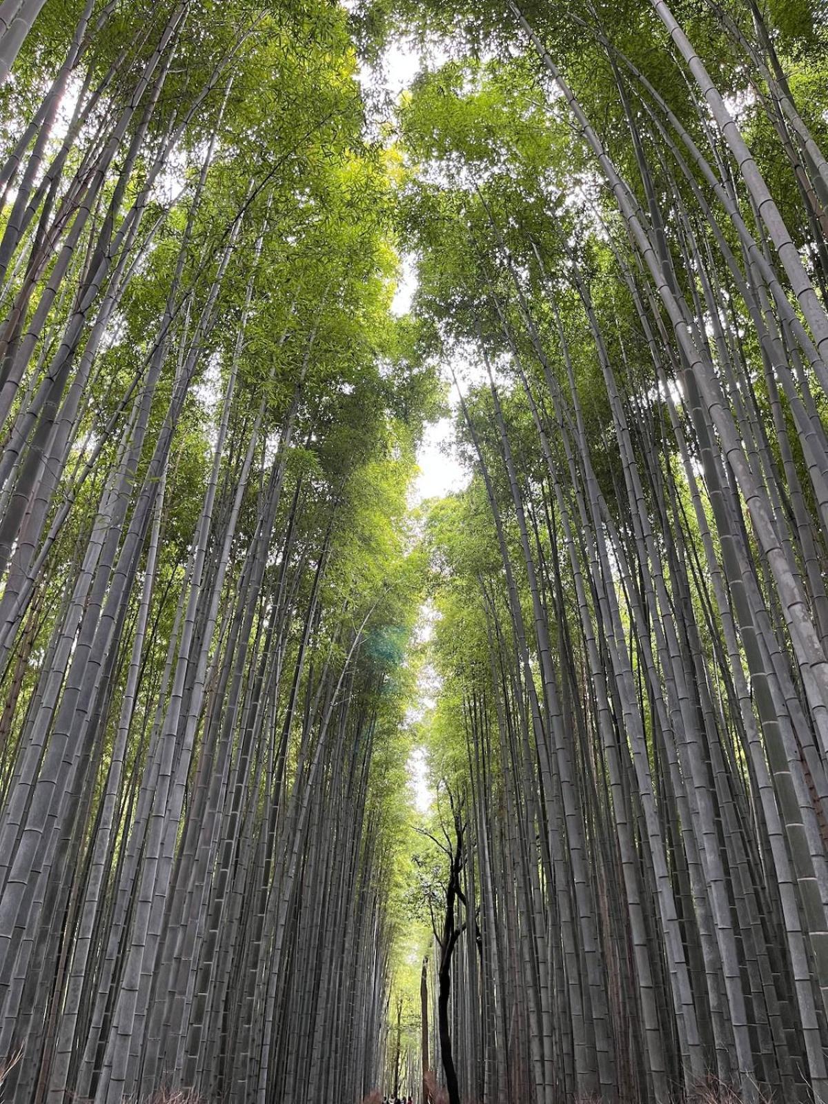 嵐山 天龍の宿 駐車無料 一棟貸切 最大5人 Dragon Legend Arashiyama Central Private Rare Modern Villa Free Parking Max 5Ppl Shimo-saga Esterno foto
